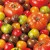 Other Tomato Varieties 