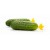 Prickly Cucumber <25 cm 