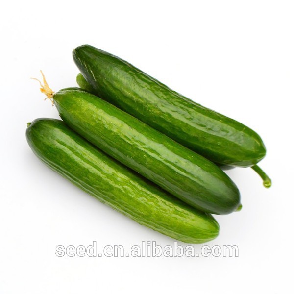 Short Cucumber <25cm 