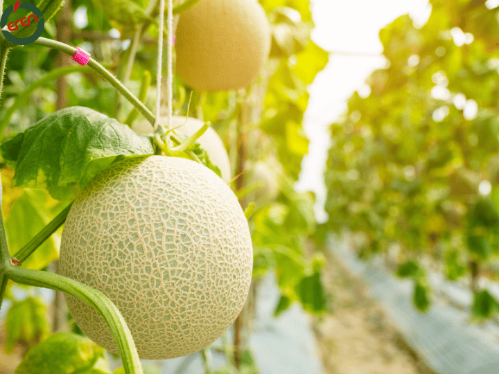 Organic Melon in Turkey: Fresh, Delicious, and Healthy!