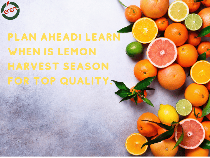 Plan ahead! Learn when is lemon harvest season for top quality.