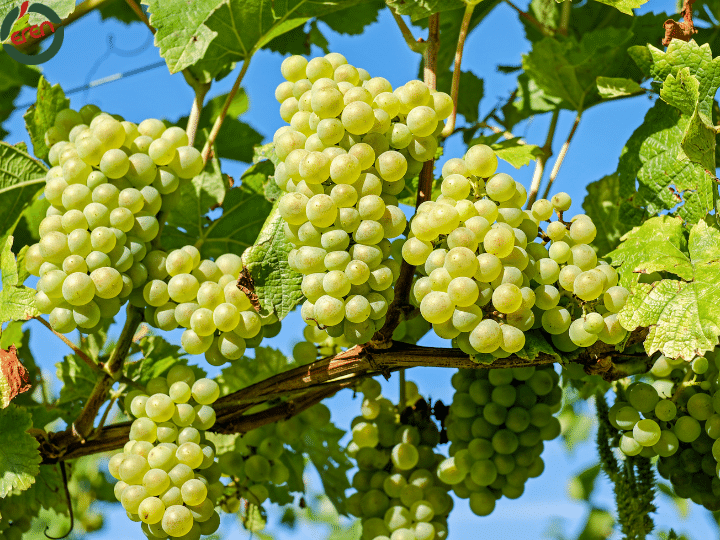 Get Ready for the Tangy Delight of Lemons in Season: Lemon Season!
