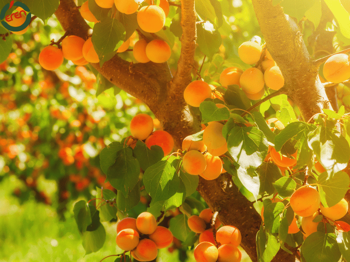 Journey Through Apricot Production and Diverse Cultivars on Our Farm