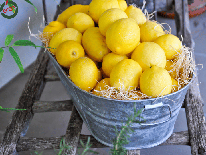 Get Ready for the Tangy Delight of Lemons in Season: Lemon Season!