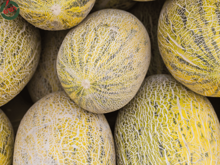 Get Ready for the Tangy Delight of Lemons in Season: Lemon Season!