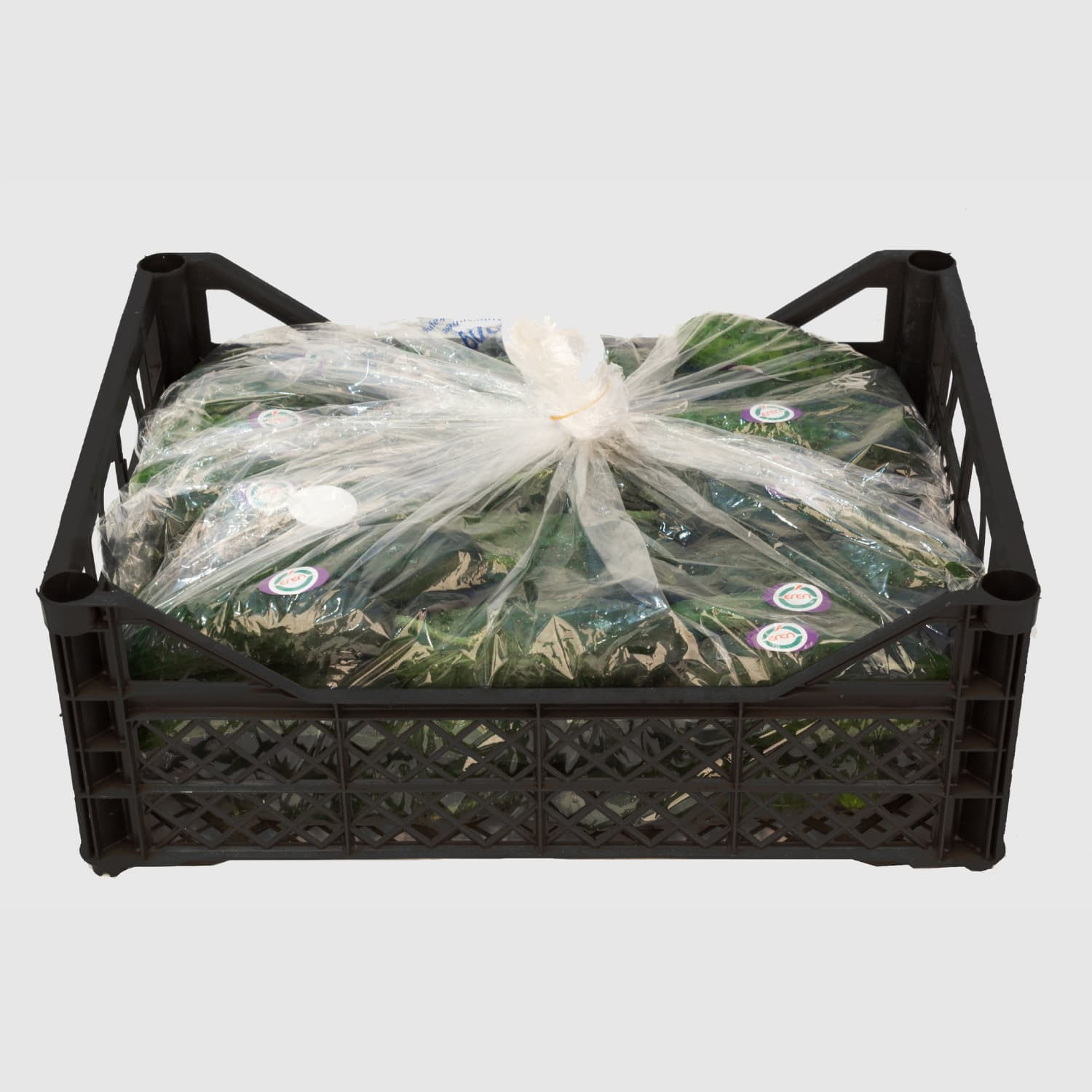 Cucumber - Fresh Export Turkey