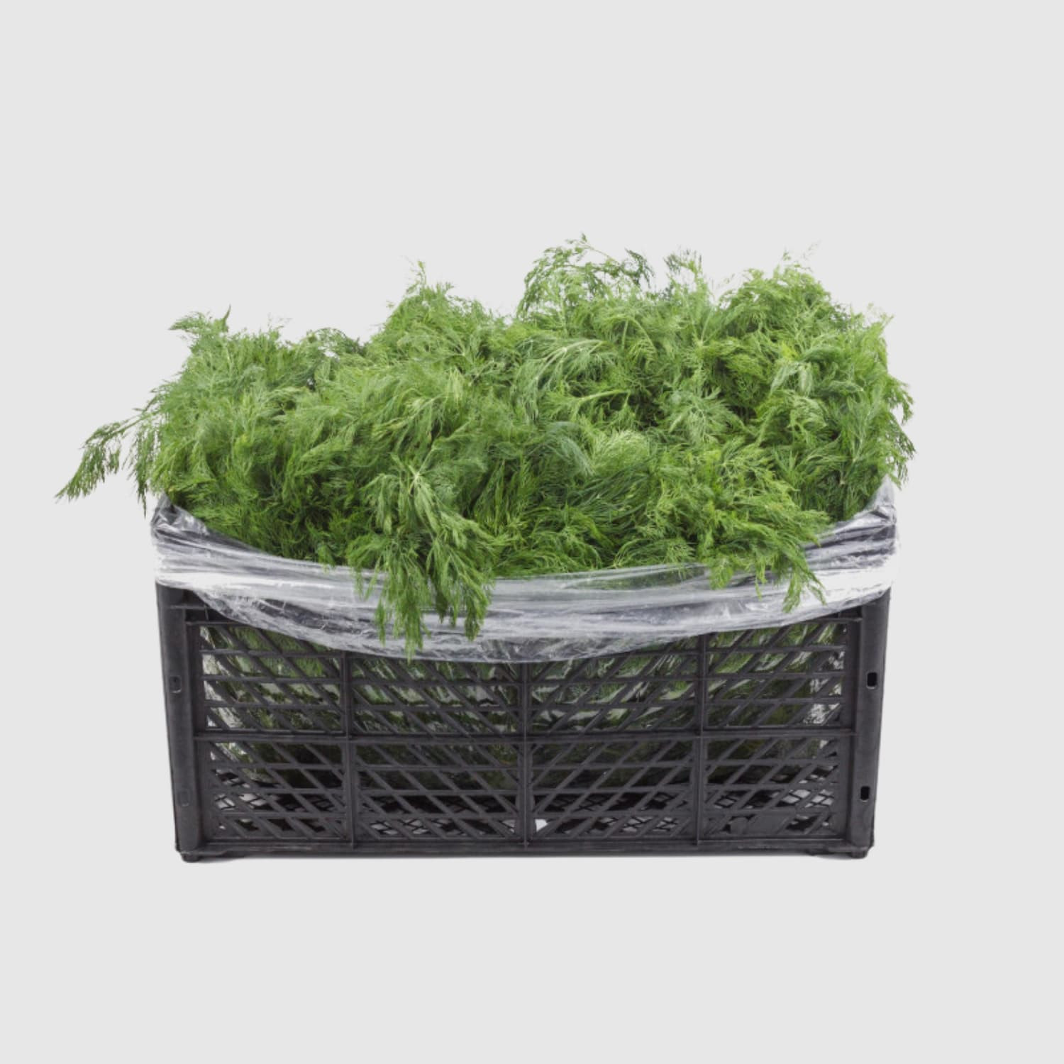 Dill - Fresh Export Turkey