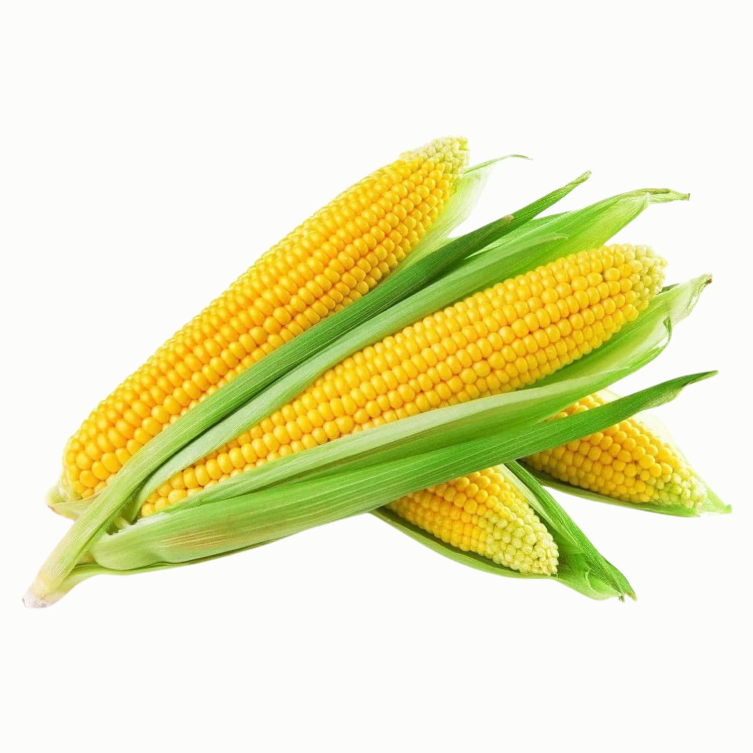 Fresh Corn - Fresh Export Turkey