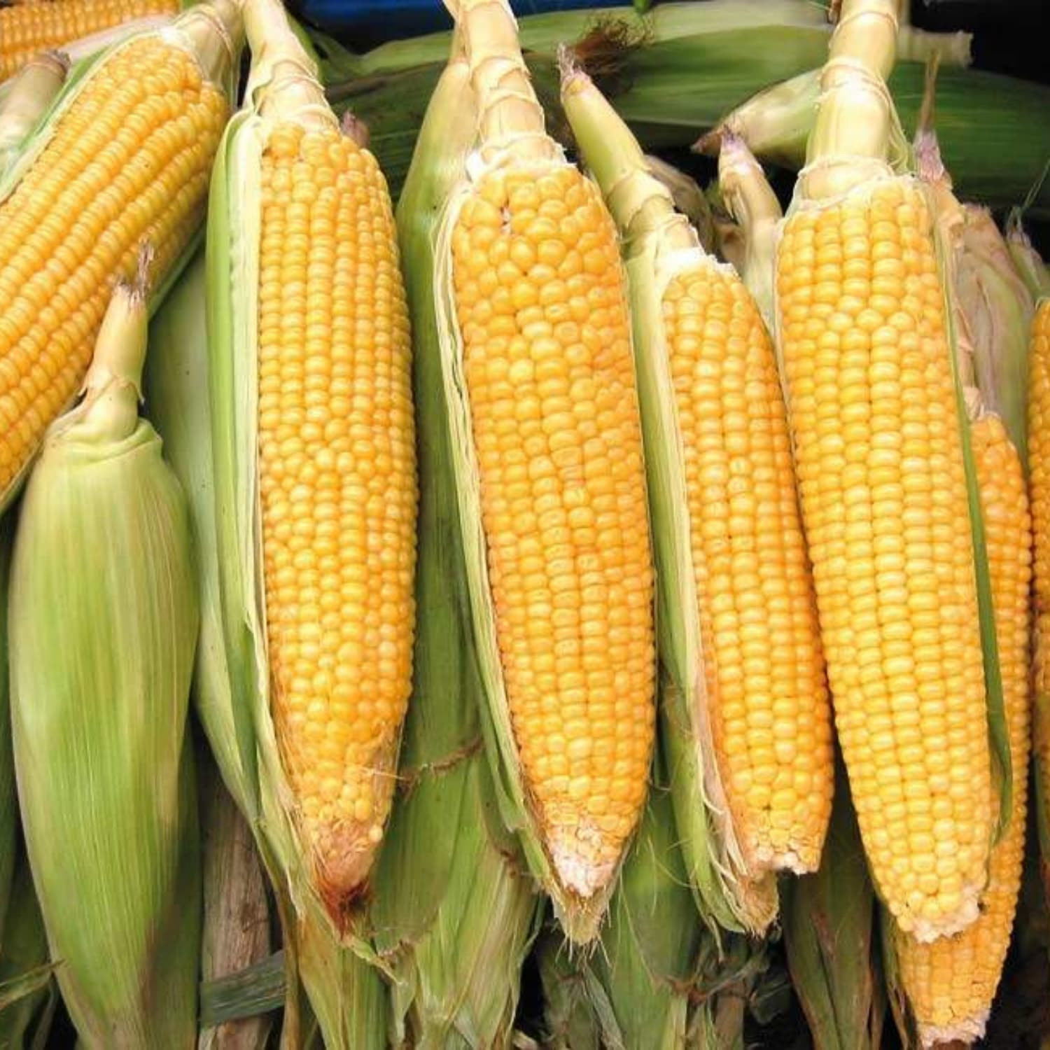 Fresh Corn - Fresh Export Turkey