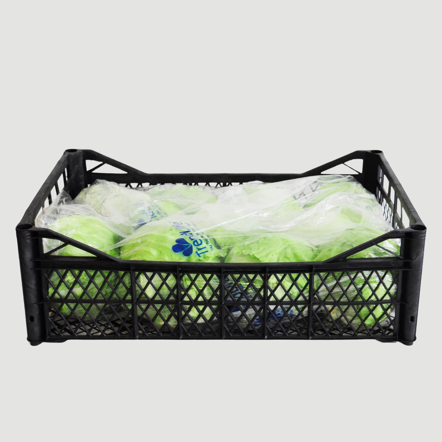 Iceberg Lettuce - Fresh Export Turkey