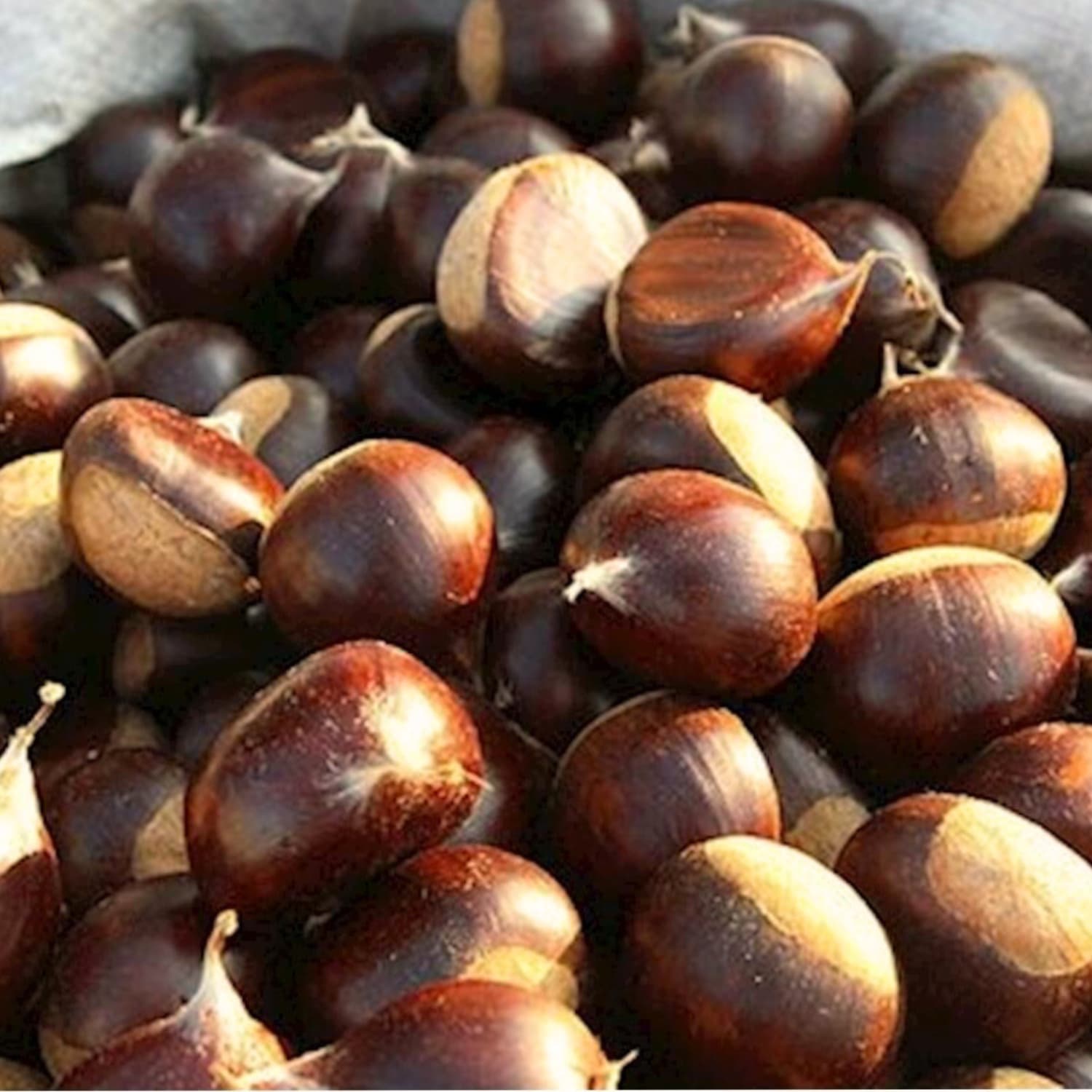 Chestnut